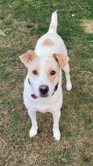 Avanti, Australian Cattle Dog/Labrador Retriever, adult, available for adoption