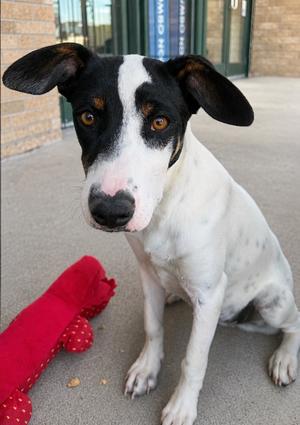 Alphie, Australian Cattle Dog/Labrador Retriever, young, available for adoption