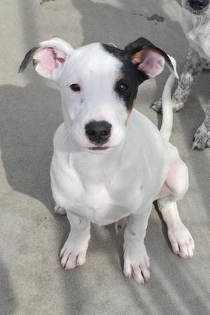 A white and black puppy with floppy ears sitting on a concrete surface.