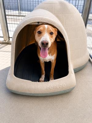 Hue, Cattle Dog/Australian Cattle Dog/Blue Heeler, puppy, available for adoption