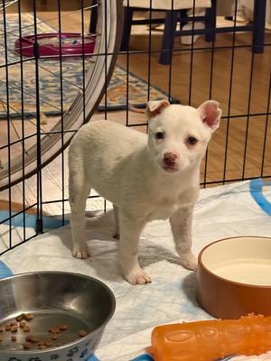 Edda, Australian Cattle Dog/Chihuahua, young, available for adoption