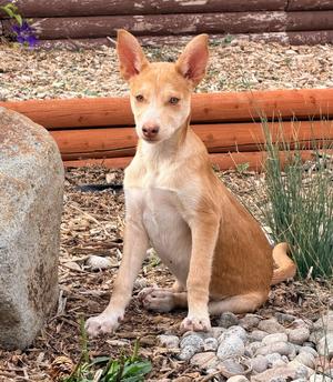 Bright Moon, Cattle Dog/Labrador Retriever, puppy, available for adoption