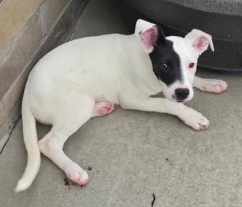 A white puppy with black markings on its face lying on a concrete surface.