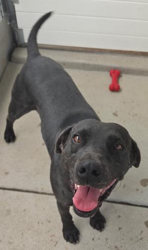 A black dog with a red bone toy in the background.