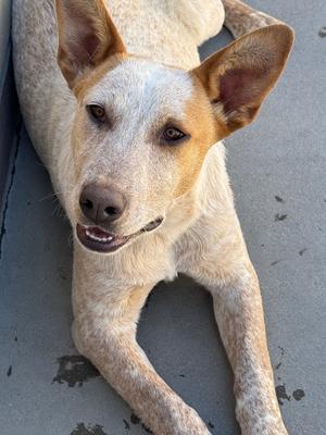 Bo 3, Cattle Dog/Red Heeler, adult, available for adoption