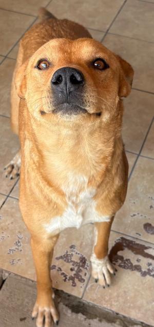 A tan dog with its head tilted up looking at the camera.