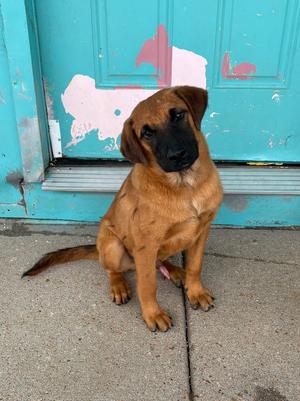 Cocopa, Retriever, young, available for adoption