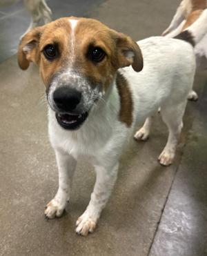 A brown and white dog standing on a concrete floor, looking directly at the camera with its mouth slightly open.