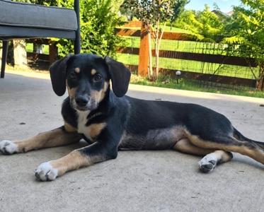 De 18 Jours, Australian Cattle Dog/Labrador Retriever, young, available for adoption