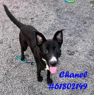 Chanel, Border Collie Mix, available for adoption