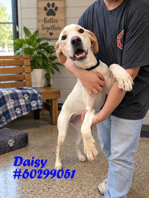 Daisy, Labrador Retriever Mix, available for adoption