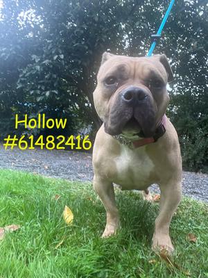 Hollow, Pit Bull Terrier Mix, adult, available for adoption