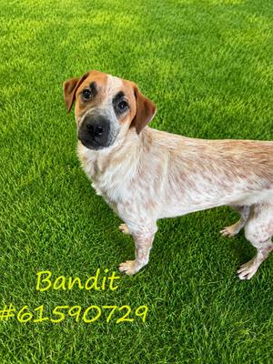 Bandit, Australian Cattle Dog and Beagle, young, available for adoption