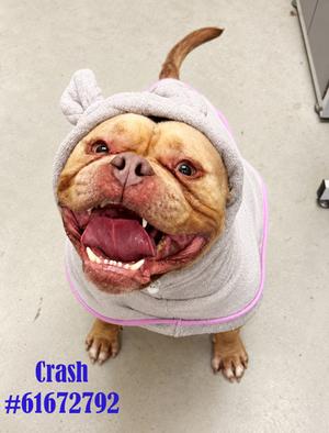 Crash, American Pit Bull Terrier Mix, adult, available for adoption