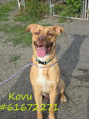 A brown dog with floppy ears and a happy expression, sitting on a gravel surface. The dog is wearing a collar and leash, and the name "Kovu" along with the number "#61672271" is written in yellow text at the bottom left of the image.