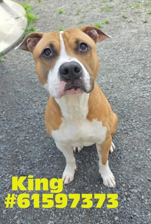 A brown and white dog sitting on a gravel surface, looking up at the camera. The dog has a muscular build and a short coat. The text "King #61597373" is overlaid in yellow at the bottom left corner of the image.
