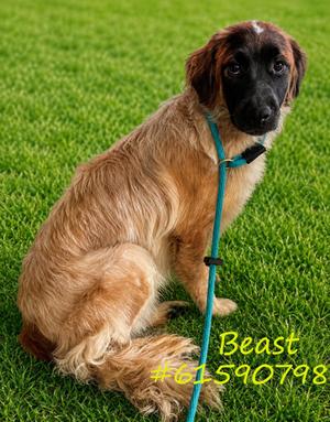 Beast, Australian Shepherd Mix, young, available for adoption