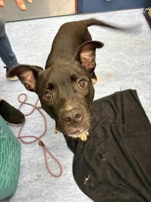 Cucumber, Mixed Breed, young, available for adoption