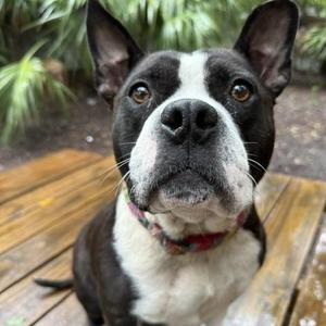 Bubbles, Mixed Breed, adult, available for adoption