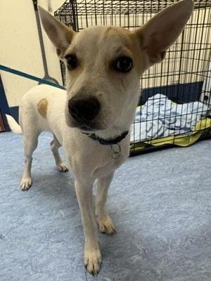 Elvis, Mixed Breed, puppy, available for adoption