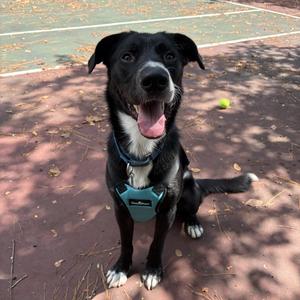 Francis, Mixed Breed, young, available for adoption