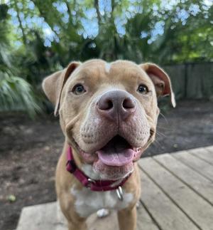 A happy brown and white dog with a pink collar, sitting on a wooden deck, looking up with its tongue out.