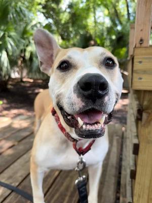 Emory, Mixed Breed, senior, available for adoption