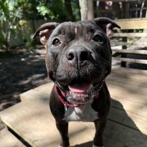 Chicken Little, Mixed Breed, adult, available for adoption