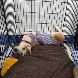 Elvira, Coonhound, adult, available for adoption