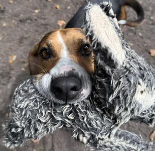 Butterfly, Hound, young, available for adoption