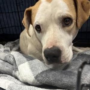 Betsy Johnson, Mixed Breed, adult, available for adoption