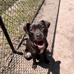 Dusty, Mixed Breed, young, available for adoption