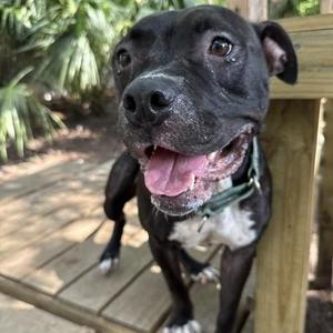 Ballerina, Mixed Breed, adult, available for adoption