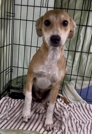 Bambi, Mixed Breed, puppy, available for adoption