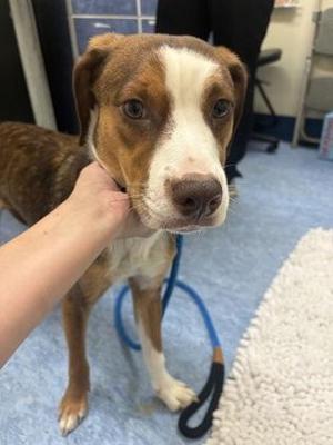 Colby Jack (in foster care), Mixed Breed, adult, available for adoption