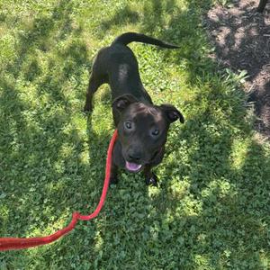 A black dog with a red leash standing on grass, looking up at the camera.
