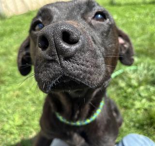 Artemis, Mixed Breed, adult, available for adoption