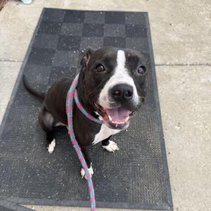 Dahlia, Mixed Breed, adult, available for adoption