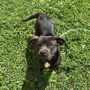 Aurora, Mixed Breed, young, available for adoption