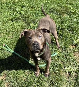 Atlas, Mixed Breed, young, available for adoption