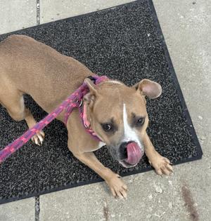 Chloe, American Bully, young, available for adoption