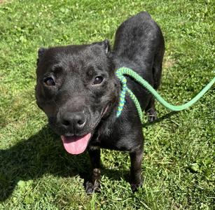 Aleyuh, Mixed Breed, adult, available for adoption