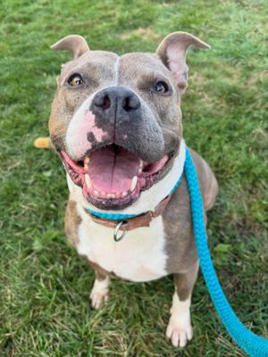 Coco, Mixed Breed, adult, available for adoption