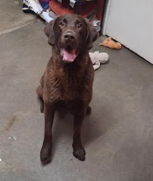 Corporal, Chocolate Labrador Retriever, senior, available for adoption