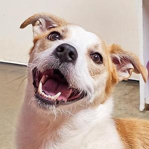 Semi, Jack Russell Terrier / Corgi, adult, available for adoption