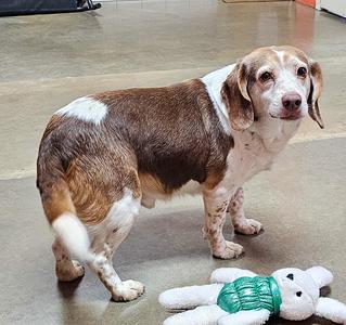 Oakley, Beagle, adult, available for adoption