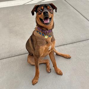 A brown and black dog sitting on a concrete surface, wearing a purple collar with a tag.