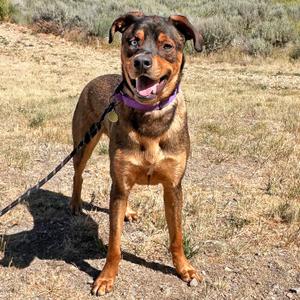 Moe, Mixed Breed (Large), adult, available for adoption
