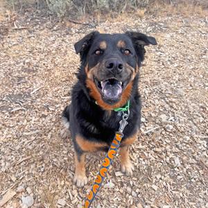 A black and brown dog with a green collar and an orange leash, sitting on a dirt path.