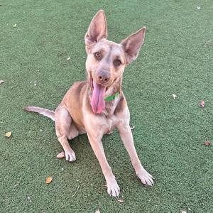 A light brown dog with perked ears and a pink tongue sticking out, sitting on a green artificial turf surface.
